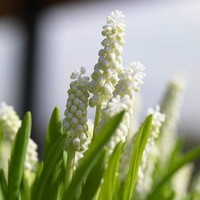 Muscari Botryoides Album, Muscari Botryoides Album, mid spring,  white bell-shaped flowers, white flower clusters , spring flower